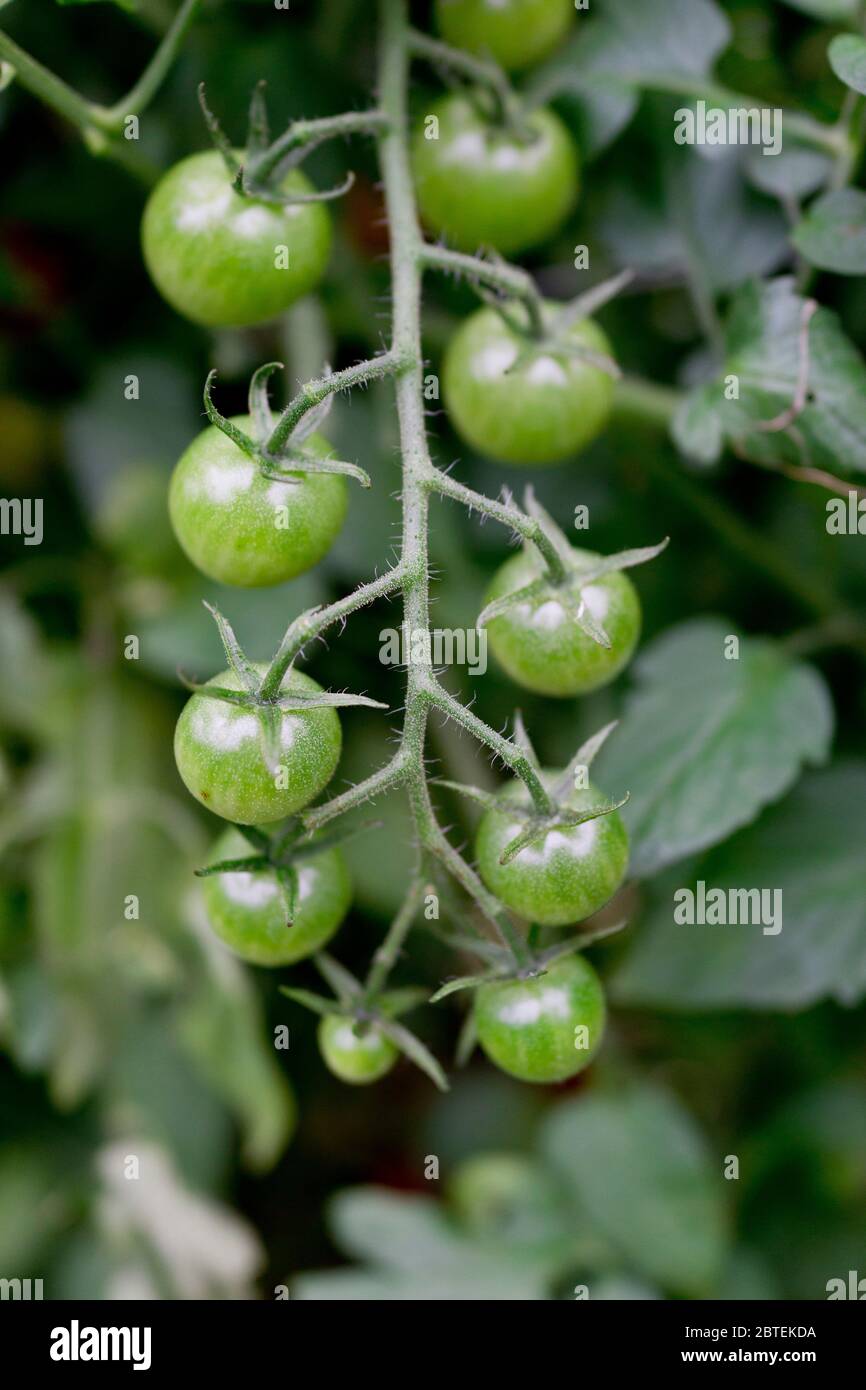 Bunch of cherry tomatoes growing on the vine in strong vertical ...