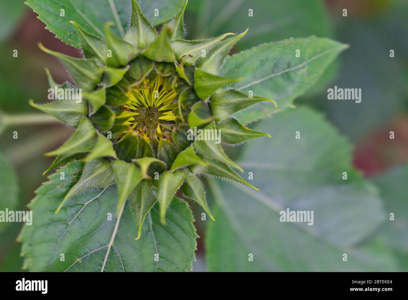 Sunflower bud, close-up as it opens.  Sharp looking edges with fuzzy hair, almost alien like. Stock Photo