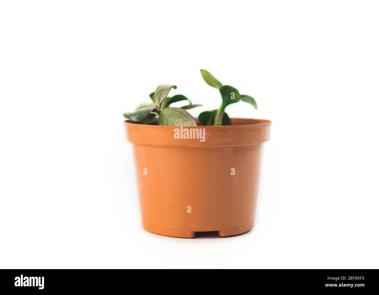 Juicy crassula in a pot on a white background, isolate. Stylish and simple plants for a modern desk. Succulent African plant. Stock Photo