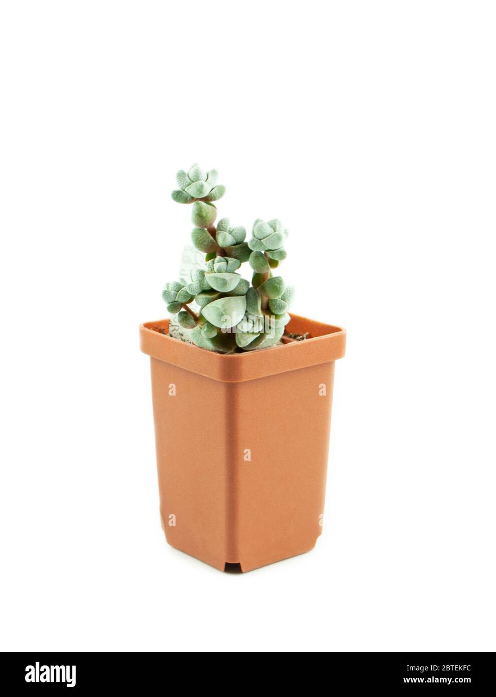 Juicy crassula decepto in a pot on a white background, isolate. Stylish and simple plants for a modern desk. Succulent African plant. Stock Photo