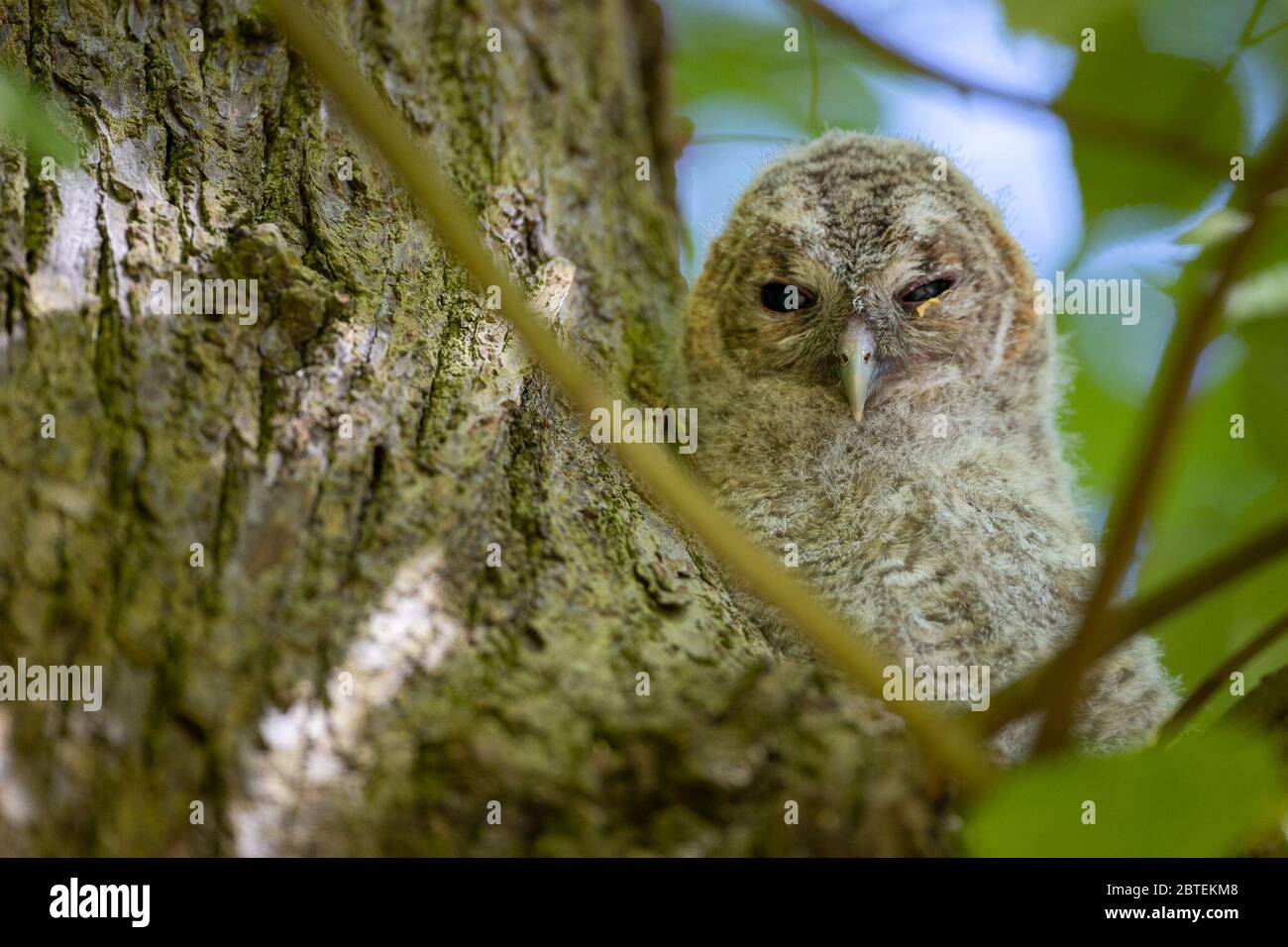 Potsdam, Germany. 06th May, 2020. A tawny owl looks directly into the camera in the Potsdam park 'Neuer Garten'. The twilight and nocturnal tawny owl is also at home in the city parks - largely unnoticed by people. At present, the birds are busy rearing their brood. Credit: Ingolf König-Jablonski/dpa-zentralbild/ZB/dpa/Alamy Live News Stock Photo
