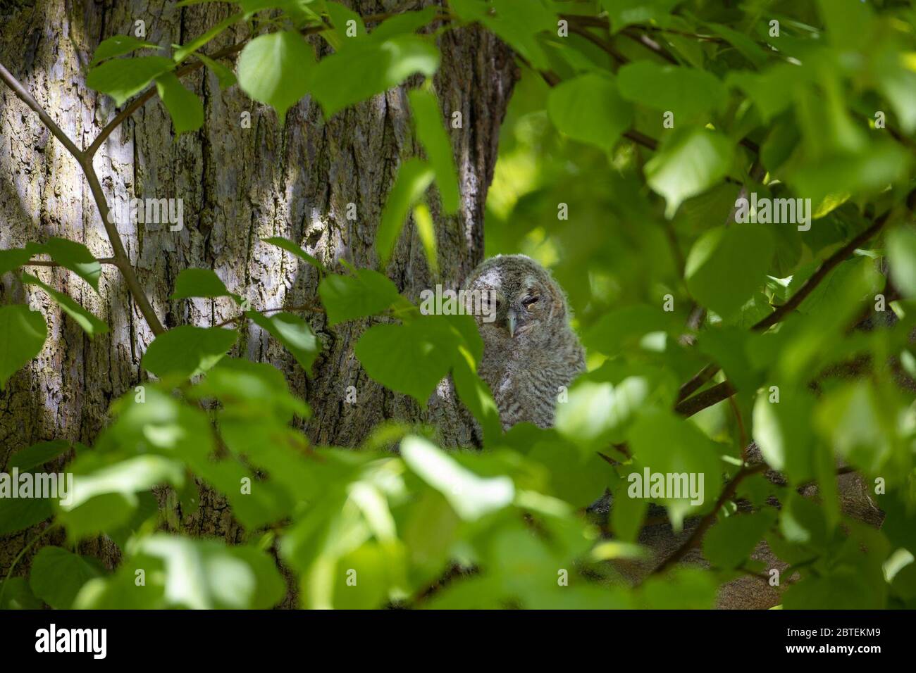 Potsdam, Germany. 06th May, 2020. A tawny owl looks directly into the camera in the Potsdam park 'Neuer Garten'. The twilight and nocturnal tawny owl is also at home in the city parks - largely unnoticed by people. At present, the birds are busy rearing their brood. Credit: Ingolf König-Jablonski/dpa-zentralbild/ZB/dpa/Alamy Live News Stock Photo
