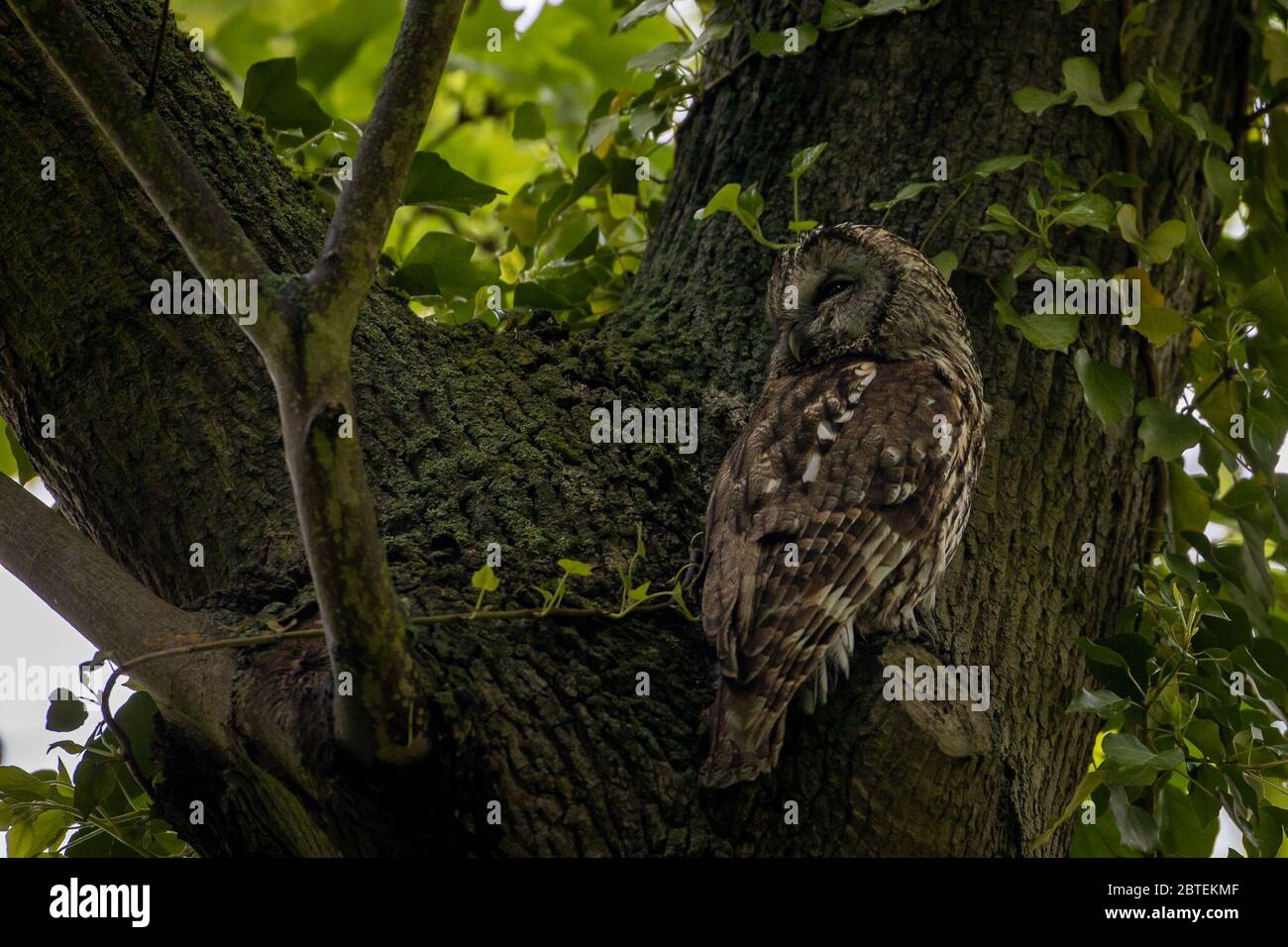 Potsdam, Germany. 04th May, 2020. A tawny owl observes the surroundings in the Potsdam park 'Neuer Garten'. The twilight- and nocturnal bird is - largely unnoticed by people - also at home in the city parks. Credit: Ingolf König-Jablonski/dpa-zentralbild/ZB/dpa/Alamy Live News Stock Photo