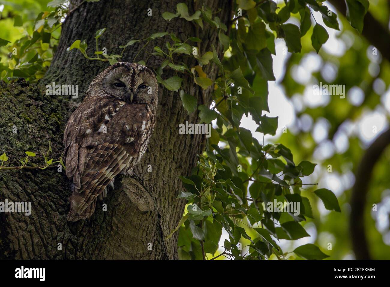 Potsdam, Germany. 04th May, 2020. A tawny owl looks into the camera in the Potsdam park 'Neuer Garten'. The twilight- and nocturnal bird is - largely unnoticed by people - also at home in the city parks. Credit: Ingolf König-Jablonski/dpa-zentralbild/ZB/dpa/Alamy Live News Stock Photo