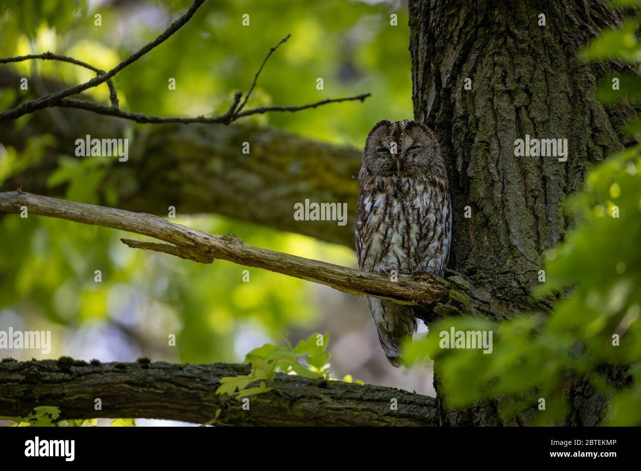 Potsdam, Germany. 12th May, 2020. A tawny owl looks sleepily into the camera in the Potsdam park 'Neuer Garten'. The twilight- and nocturnal bird is - largely unnoticed by people - also at home in the city parks. Credit: Ingolf König-Jablonski/dpa-zentralbild/ZB/dpa/Alamy Live News Stock Photo