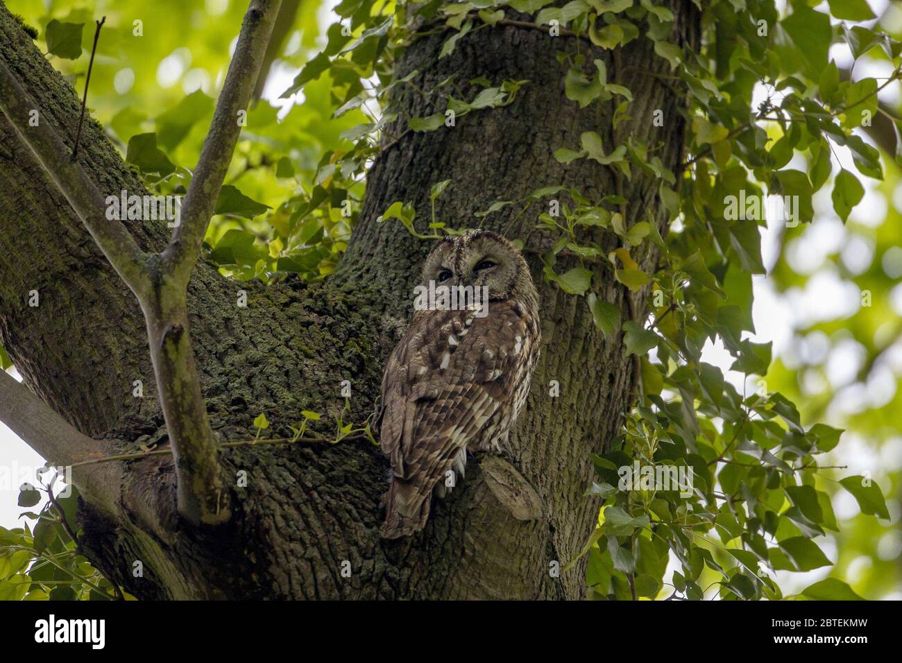 Potsdam, Germany. 04th May, 2020. A tawny owl observes the surroundings in the Potsdam park 'Neuer Garten'. The twilight- and nocturnal bird is - largely unnoticed by people - also at home in the city parks. Credit: Ingolf König-Jablonski/dpa-zentralbild/ZB/dpa/Alamy Live News Stock Photo