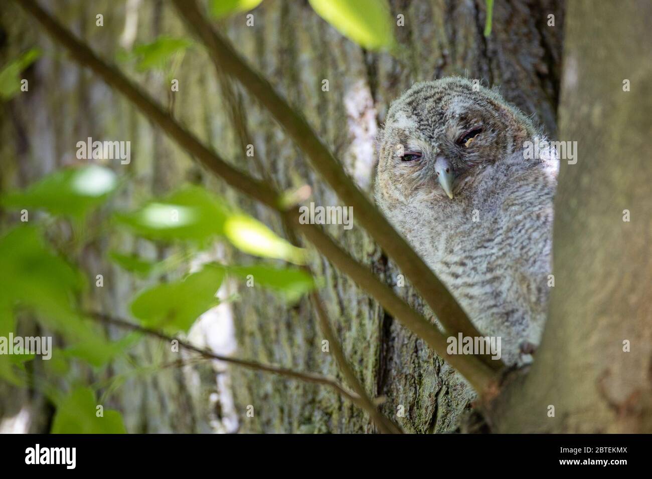 Potsdam, Germany. 06th May, 2020. A tawny owl looks directly into the camera in the Potsdam park "Neuer Garten". The twilight and nocturnal tawny owl is also at home in the city parks - largely unnoticed by people. At present, the birds are busy rearing their brood. Credit: Ingolf König-Jablonski/dpa-zentralbild/ZB/dpa/Alamy Live News Stock Photo