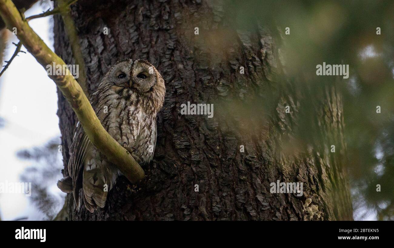 Potsdam, Germany. 23rd Apr, 2020. A tawny owl observes the surroundings in the Potsdam park 'Neuer Garten'. The twilight- and nocturnal bird is - largely unnoticed by people - also at home in the city parks. Credit: Ingolf König-Jablonski/dpa-zentralbild/ZB/dpa/Alamy Live News Stock Photo