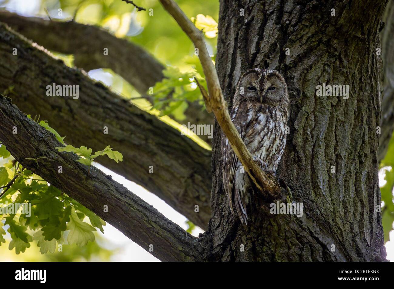 Potsdam, Germany. 12th May, 2020. A tawny owl looks into the camera in the Potsdam park 'Neuer Garten'. The twilight- and nocturnal bird is - largely unnoticed by people - also at home in the city parks. Credit: Ingolf König-Jablonski/dpa-zentralbild/ZB/dpa/Alamy Live News Stock Photo