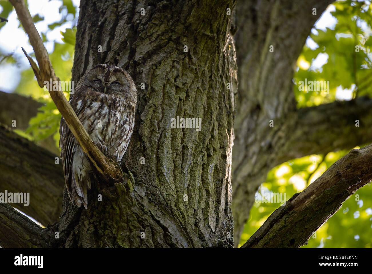 Potsdam, Germany. 12th May, 2020. A tawny owl looks sleepily into the camera in the Potsdam park 'Neuer Garten'. The twilight- and nocturnal bird is - largely unnoticed by people - also at home in the city parks. Credit: Ingolf König-Jablonski/dpa-zentralbild/ZB/dpa/Alamy Live News Stock Photo