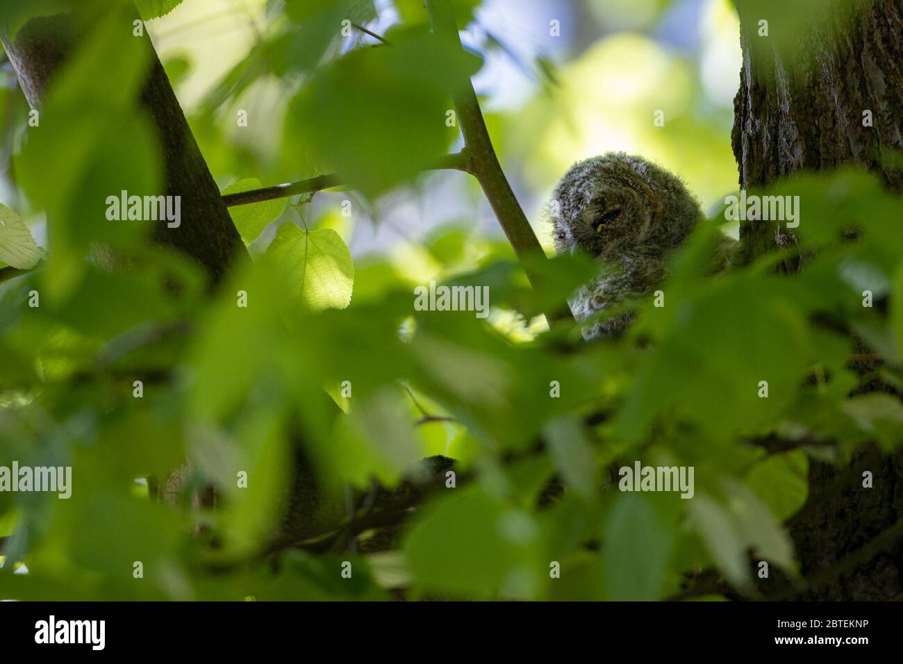 Potsdam, Germany. 06th May, 2020. A tawny owl observes the surroundings in the Potsdam park 'Neuer Garten'. The twilight and nocturnal tawny owl is - largely unnoticed by people - also at home in the city parks. At present, the birds are busy rearing their brood. Credit: Ingolf König-Jablonski/dpa-zentralbild/ZB/dpa/Alamy Live News Stock Photo