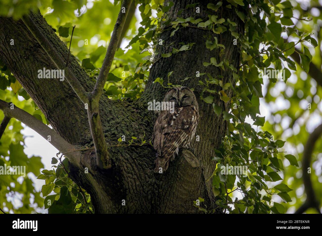 Potsdam, Germany. 04th May, 2020. A tawny owl looks into the camera in the Potsdam park 'Neuer Garten'. The twilight- and nocturnal bird is - largely unnoticed by people - also at home in the city parks. Credit: Ingolf König-Jablonski/dpa-zentralbild/ZB/dpa/Alamy Live News Stock Photo
