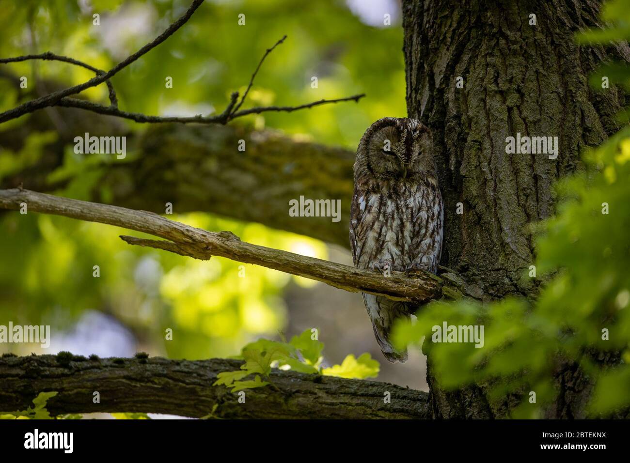 Potsdam, Germany. 12th May, 2020. A tawny owl observes the surroundings in the Potsdam park 'Neuer Garten'. The twilight- and nocturnal bird is - largely unnoticed by people - also at home in the city parks. Credit: Ingolf König-Jablonski/dpa-zentralbild/ZB/dpa/Alamy Live News Stock Photo