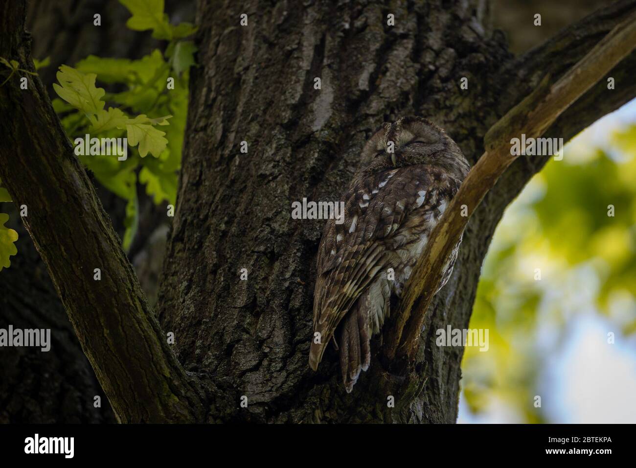 Potsdam, Germany. 04th May, 2020. A tawny owl sleepily observes the surroundings in the Potsdam park 'Neuer Garten'. The twilight- and nocturnal bird is - largely unnoticed by people - also at home in the city parks. Credit: Ingolf König-Jablonski/dpa-zentralbild/ZB/dpa/Alamy Live News Stock Photo