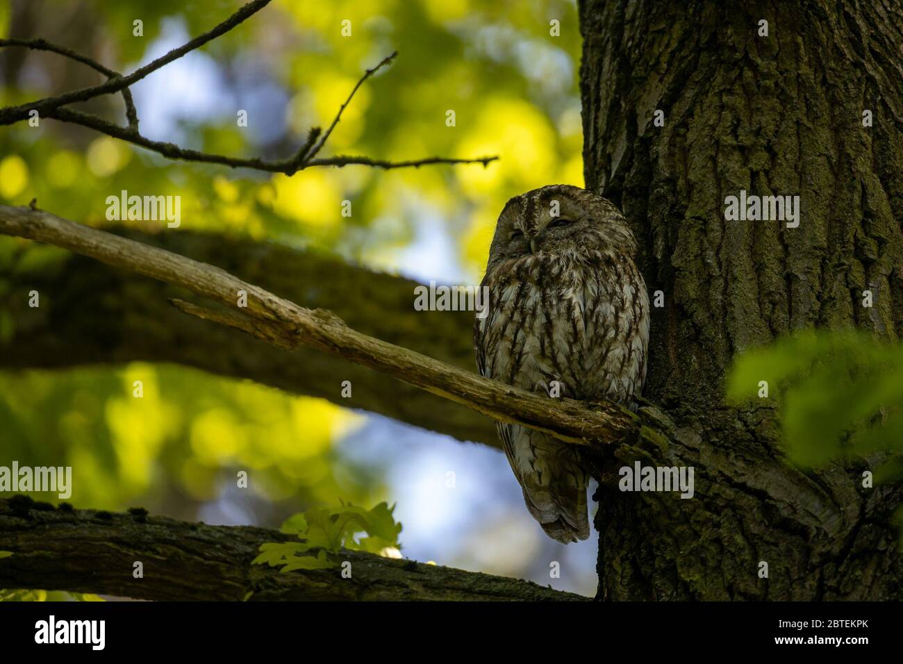 Potsdam, Germany. 12th May, 2020. A tawny owl observes the surroundings in the Potsdam park 'Neuer Garten'. The twilight- and nocturnal bird is - largely unnoticed by people - also at home in the city parks. Credit: Ingolf König-Jablonski/dpa-zentralbild/ZB/dpa/Alamy Live News Stock Photo