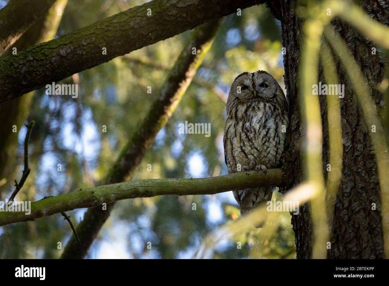 Potsdam, Germany. 23rd Apr, 2020. A tawny owl observes the surroundings in the Potsdam park 'Neuer Garten'. The twilight- and nocturnal bird is - largely unnoticed by people - also at home in the city parks. Credit: Ingolf König-Jablonski/dpa-zentralbild/ZB/dpa/Alamy Live News Stock Photo