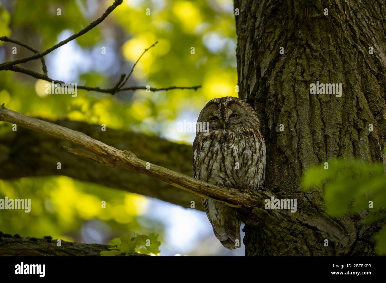 Potsdam, Germany. 12th May, 2020. A tawny owl looks into the camera in the Potsdam park 'Neuer Garten'. The twilight- and nocturnal bird is - largely unnoticed by people - also at home in the city parks. Credit: Ingolf König-Jablonski/dpa-zentralbild/ZB/dpa/Alamy Live News Stock Photo