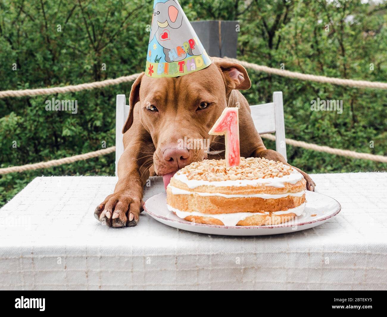 Lovable, pretty puppy of chocolate color. Closeup Stock Photo - Alamy