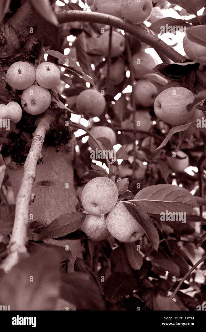 Organic Gala apples on tree.  Pick-Your-Own apple farm in New Jersey, USA Stock Photo