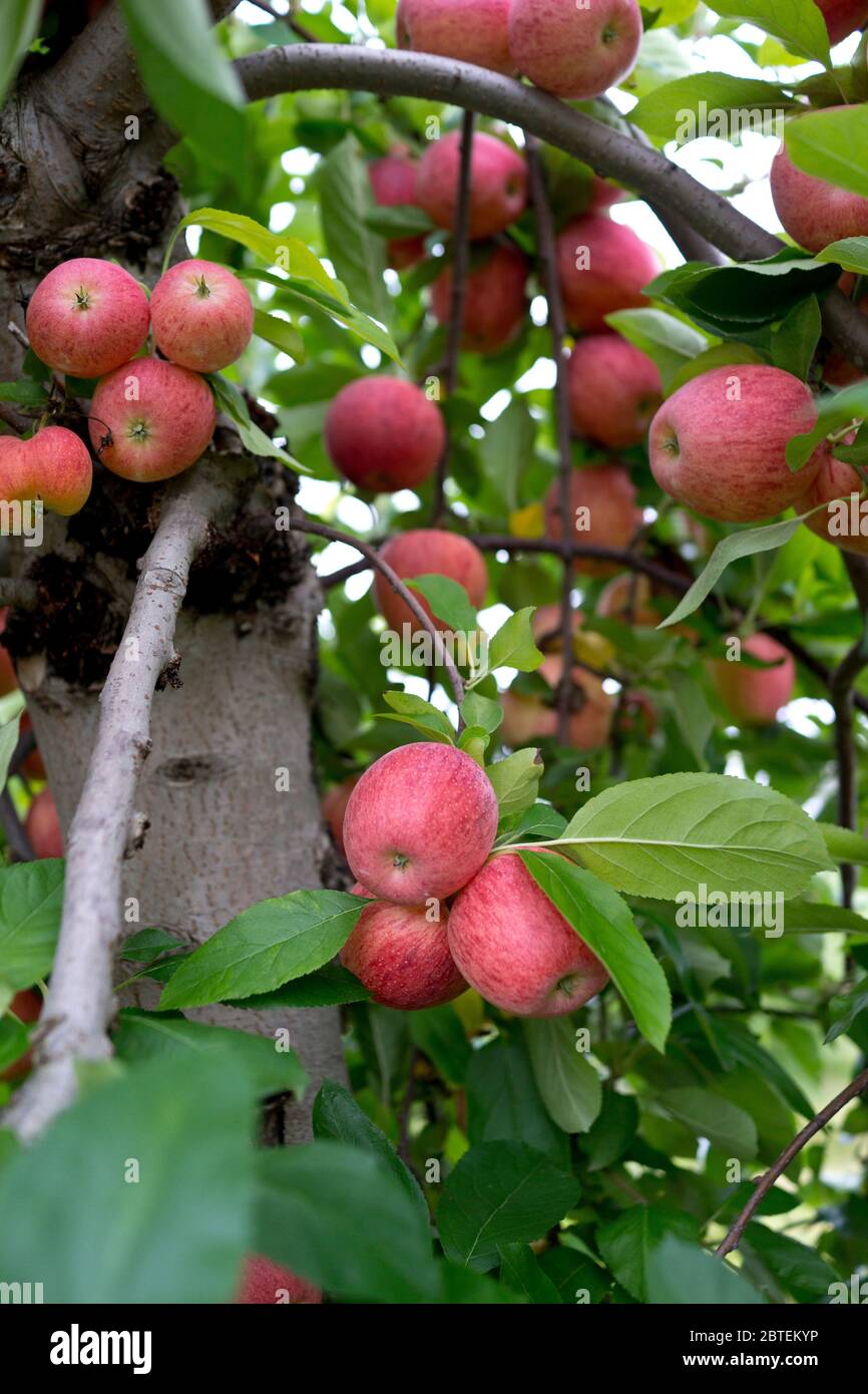Organic Gala apples on tree.  Pick-Your-Own apple farm in New Jersey, USA Stock Photo