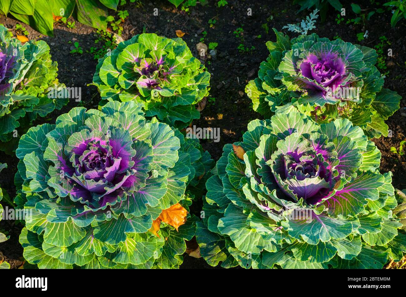Decorative cabbage, ornamental Kale, in Latin Brassica oleracea var. acephala. Autumn background