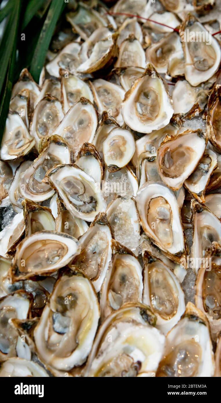 Guests eat oysters hires stock photography and images Alamy