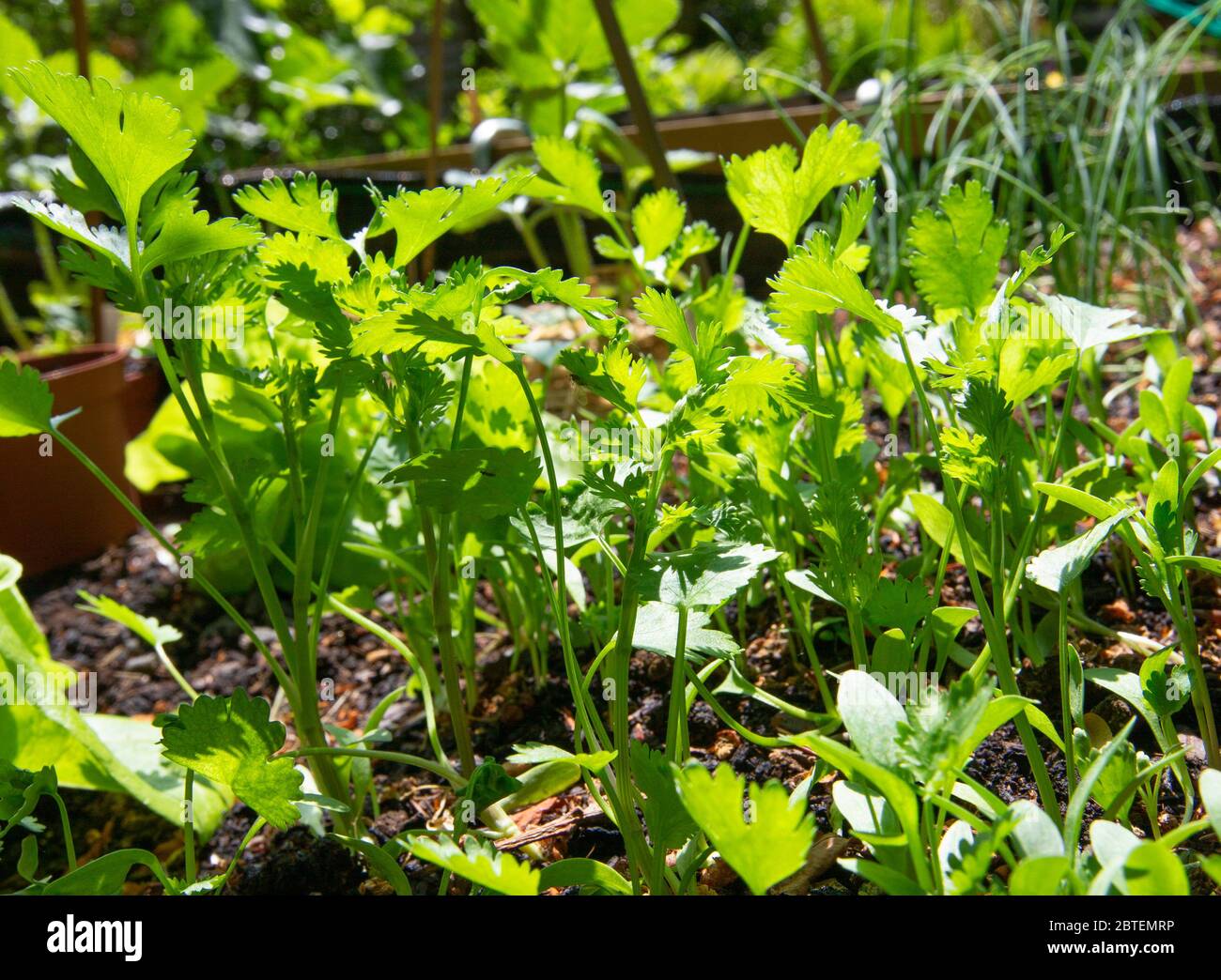 The sun shines through young coriander plant. It is are an aromatic