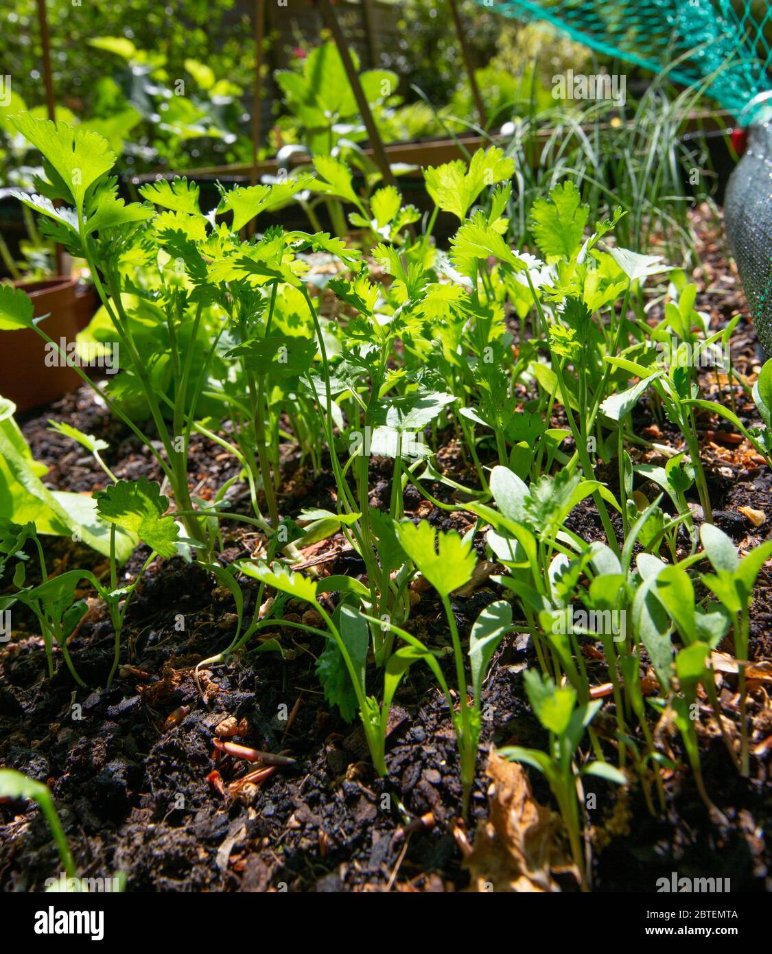 The sun shines through young coriander plant. It is are an aromatic