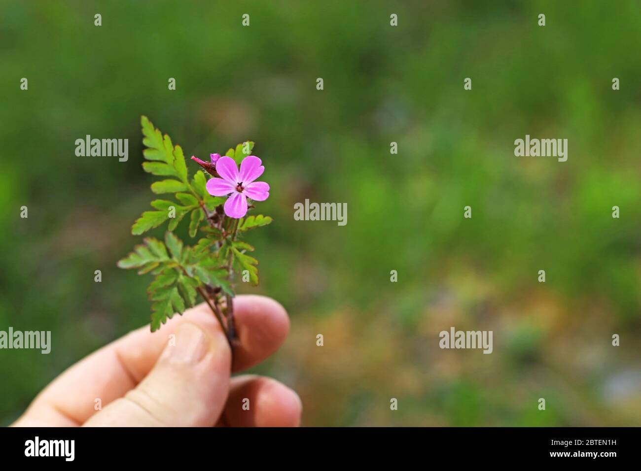 fingers holding a small pink blooming geranium plant Stock Photo