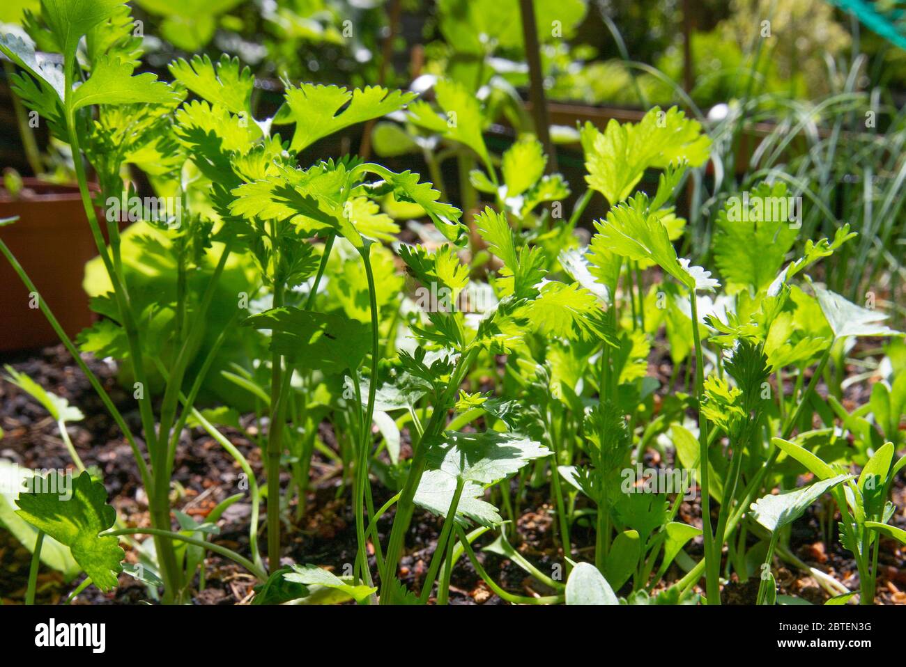 The sun shines through young coriander plant. It is are an aromatic