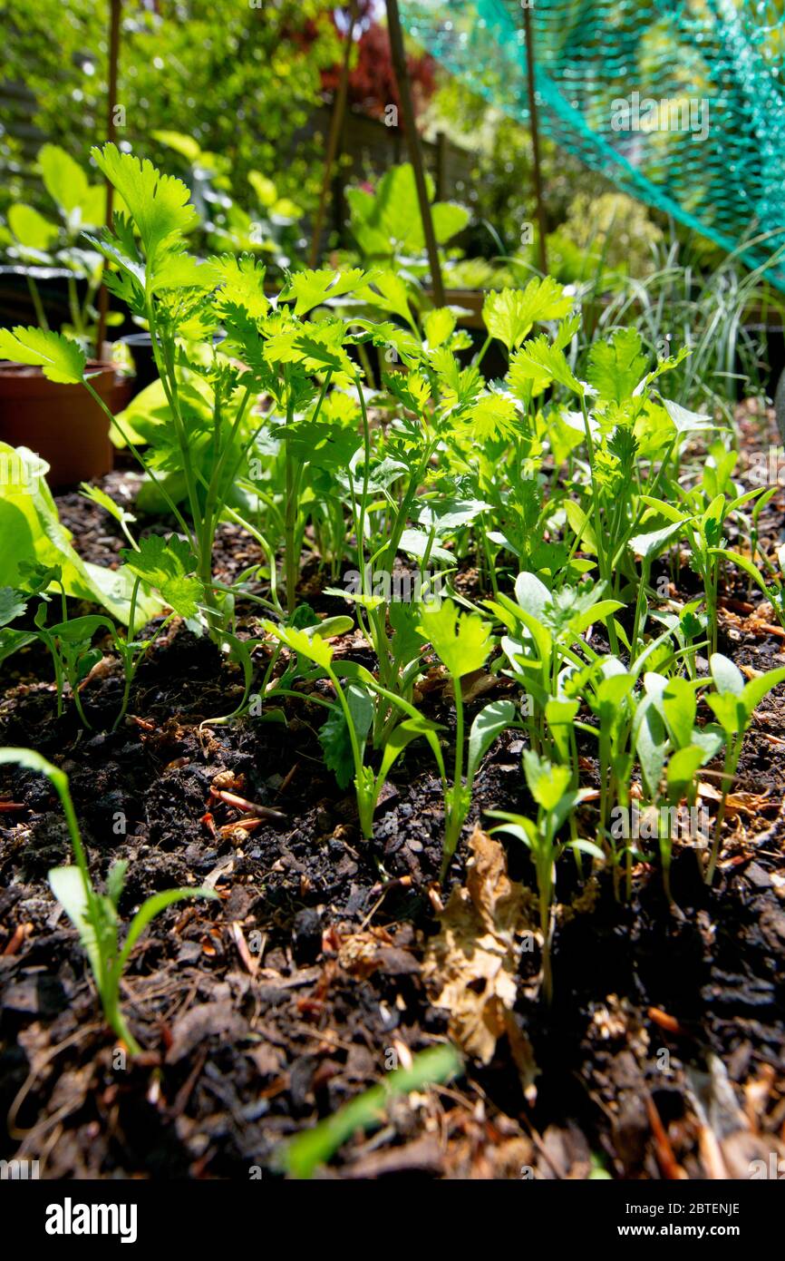 The sun shines through young coriander plant. It is are an aromatic