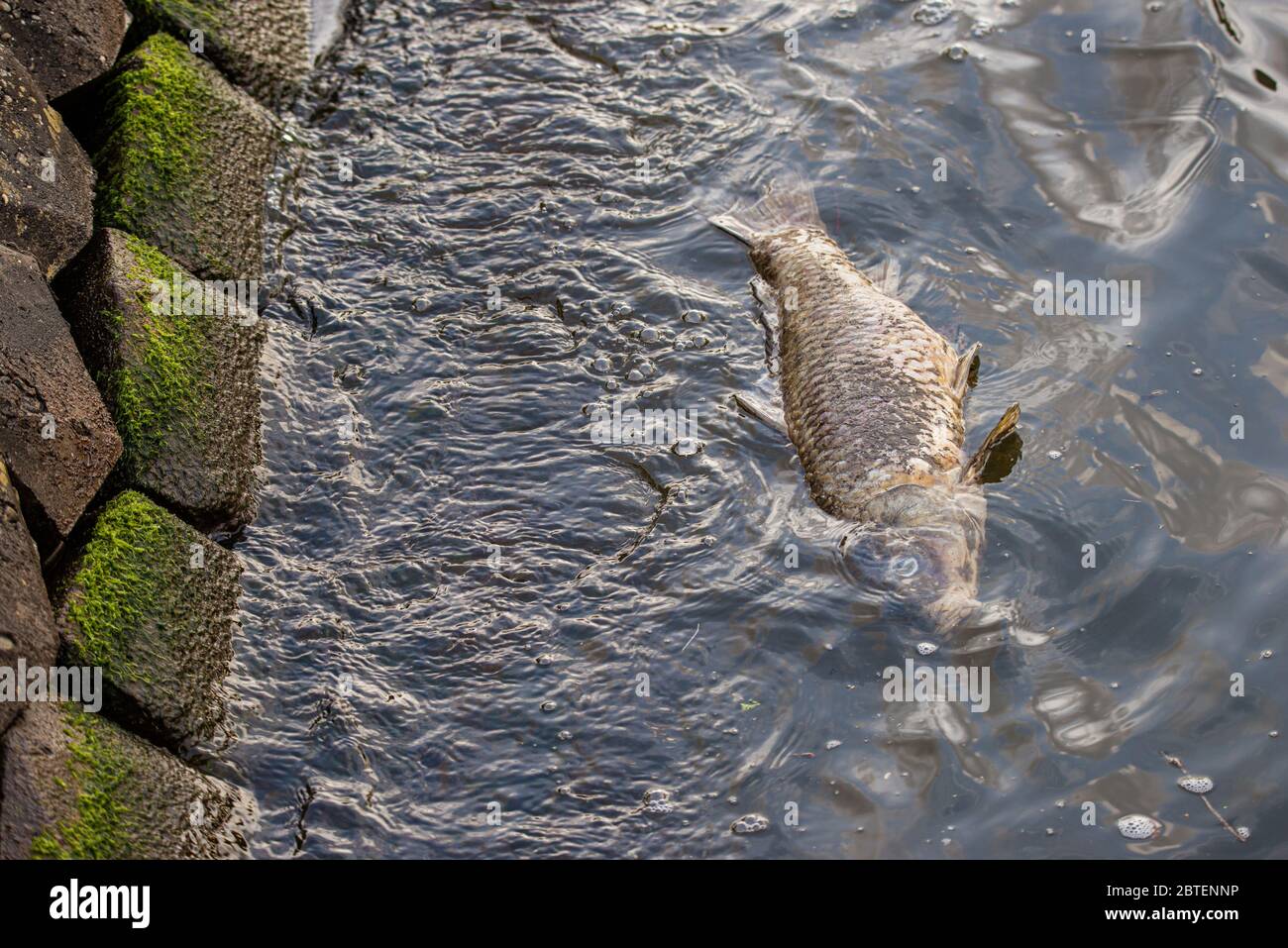 A dead fish floating along the side of the river in Amsterdam, the Netherlands Stock Photo