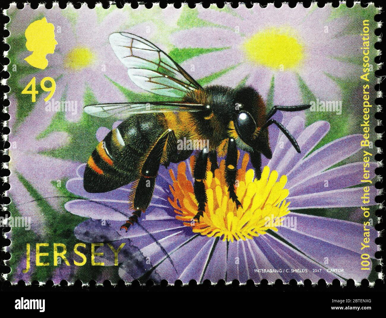 Foraging honey bee on postage stamp of Jersey Stock Photo - Alamy