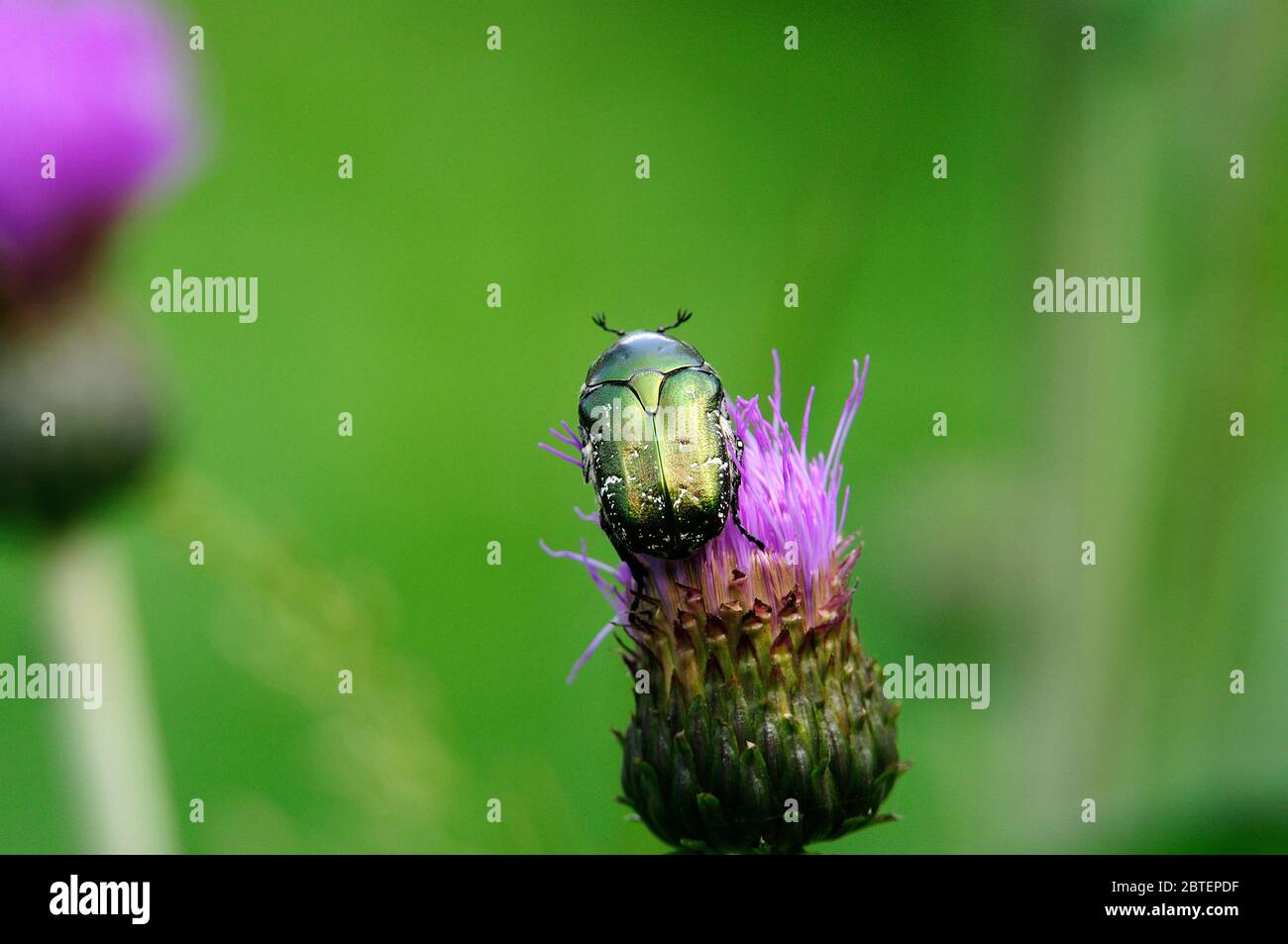Flower chafers, Cetonia aurata, Scarabeidae, beetle, insect, animal, on thistle, Andeer, Canton of Grisons, Switzerland Stock Photo