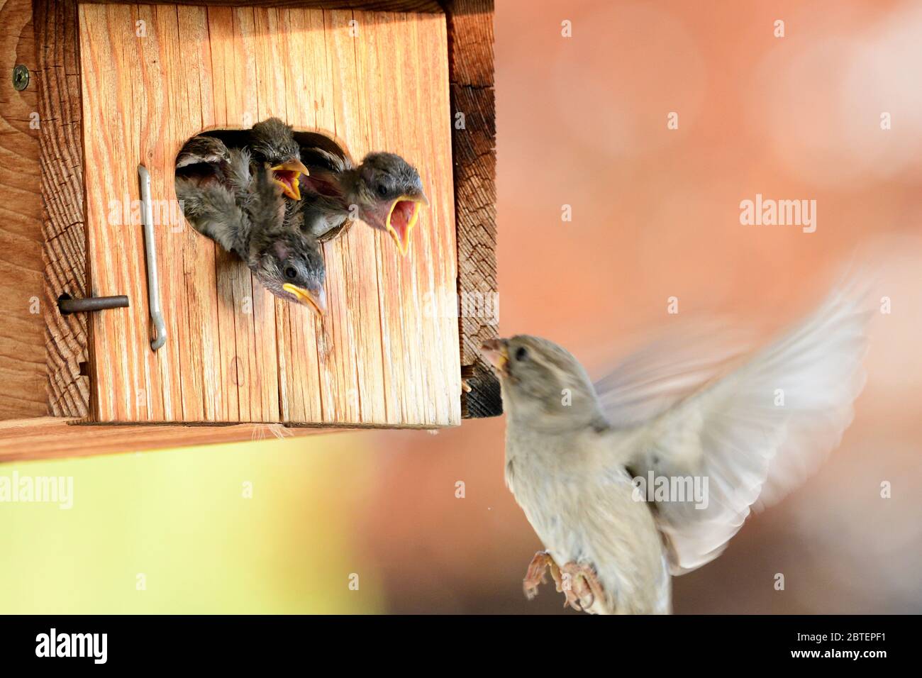 House Sparrow, Passer domesticus, Passeride, female, nestling, begging, feeding, bird, animal, nesting box, Zurich, Switzerland Stock Photo