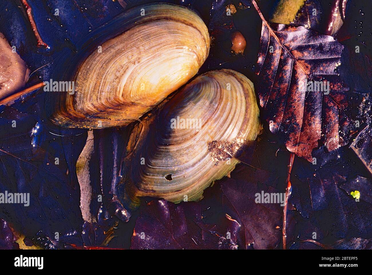 Swan mussel, Anodonta cygnea, Unionidae, shells, mussel, animal, on the