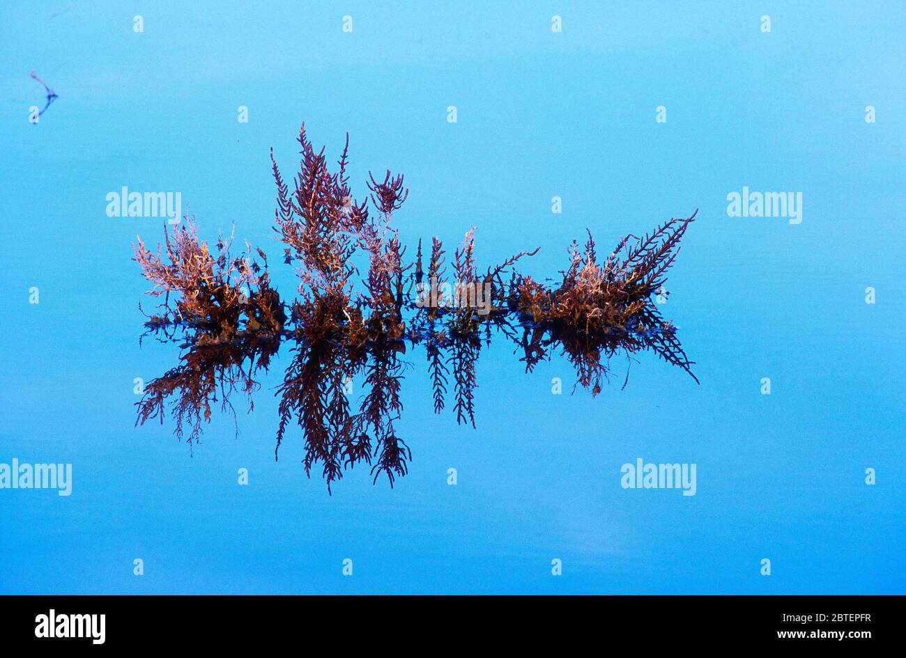 Common Glasswort, Salicornia spec., Amaranthaceae, halophytic, plant, in brakish water lagoon, reflections, Camargue, Bouches-du-Rhône department, Pro Stock Photo