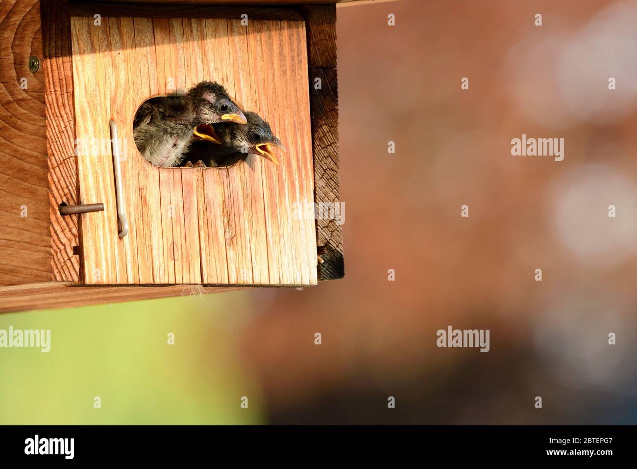 House Sparrow, Passer domesticus, Passeride, nestling, begging, bird, animal,  nesting box, Zurich, Switzerland Stock Photo