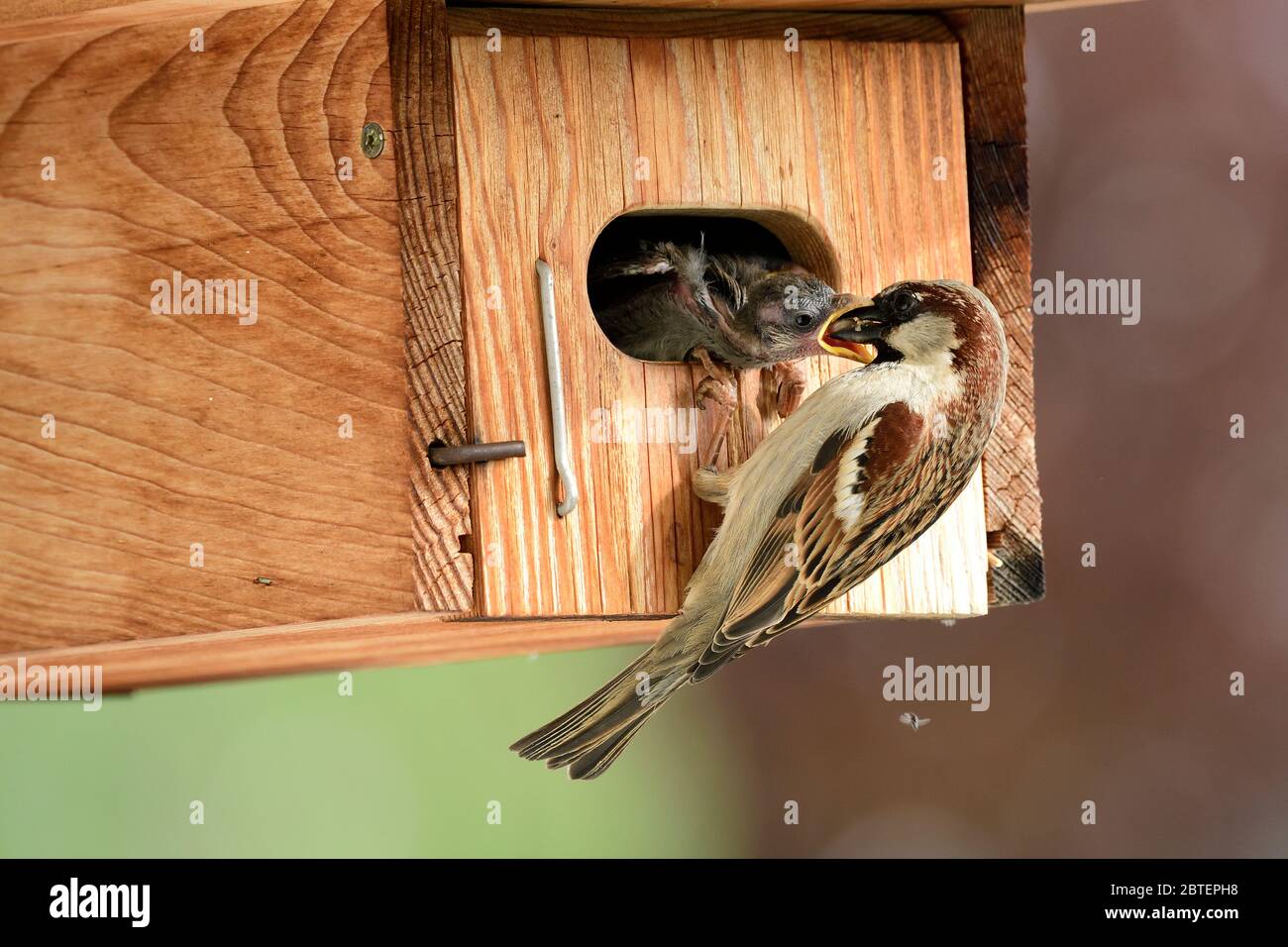 House Sparrow, Passer domesticus, Passeride, male, nestling, feeding, bird, animal, nesting box, Zurich, Switzerland Stock Photo