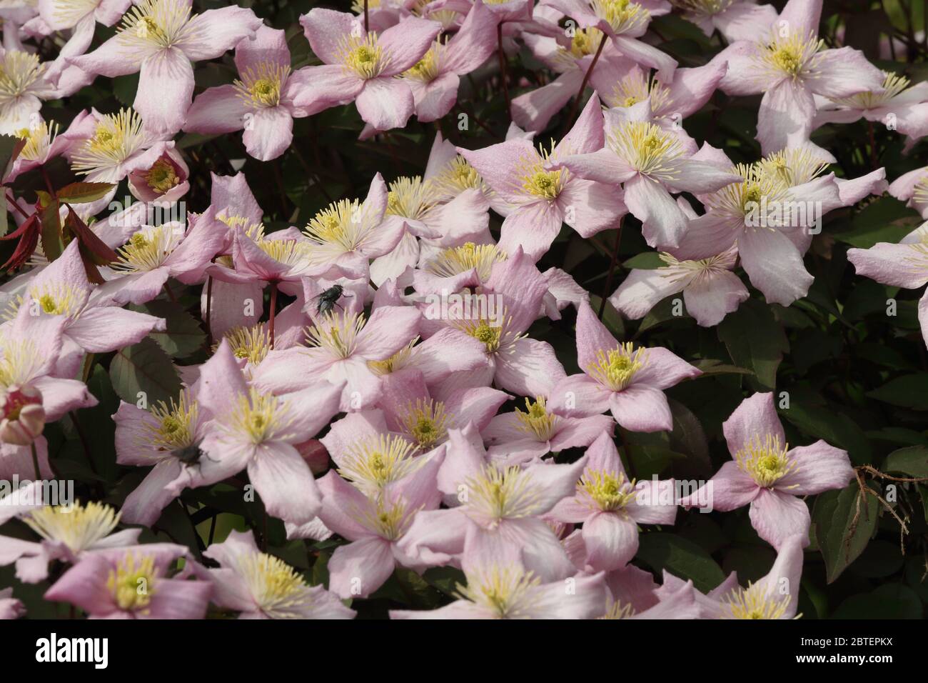 Display of  open flowers of a Clematis Montana 'wilsonii' Stock Photo