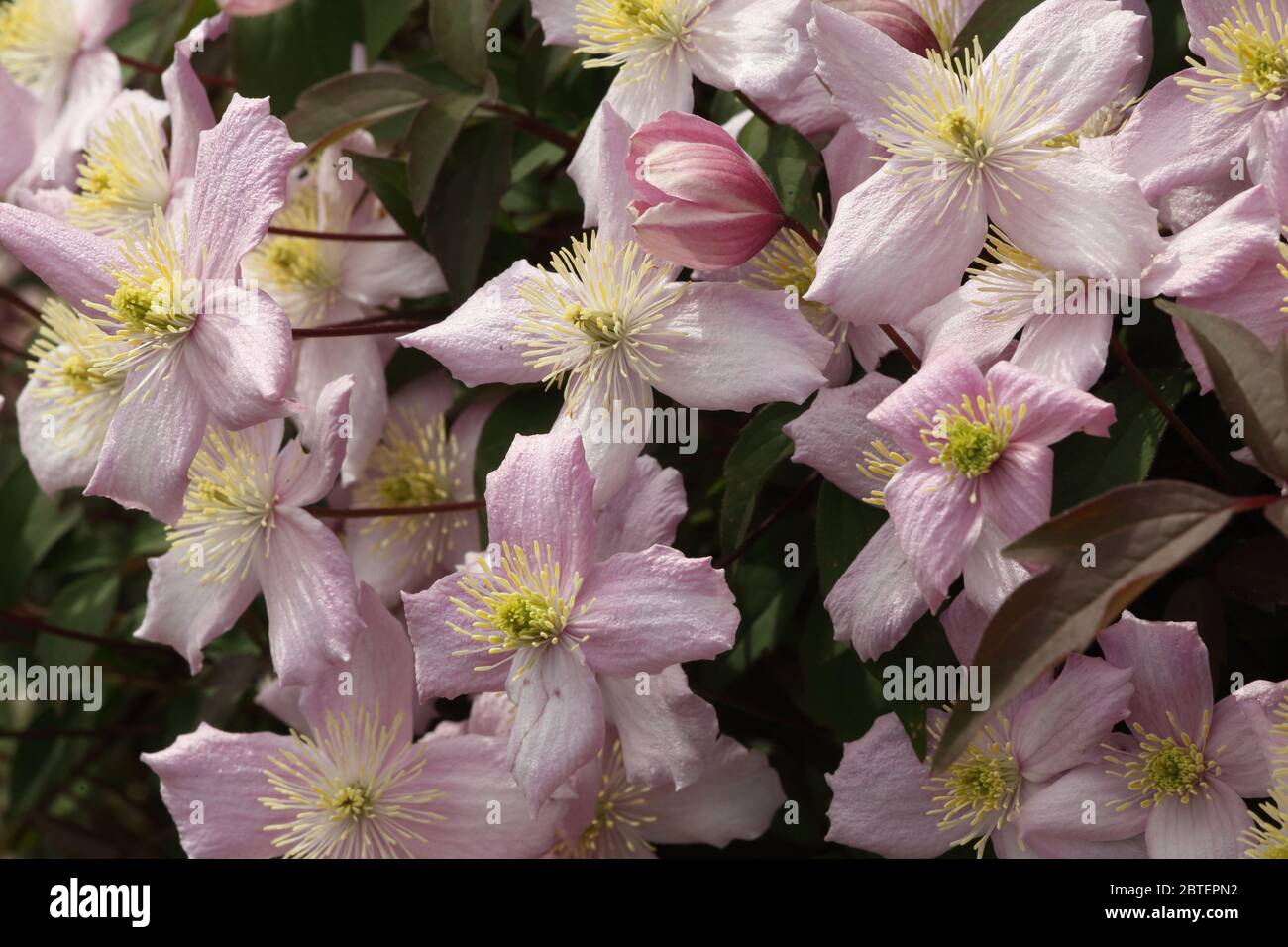 Display of  open flowers of a Clematis Montana 'wilsonii' Stock Photo