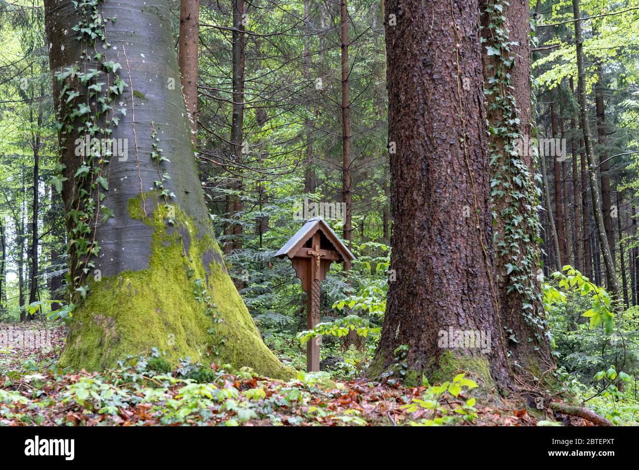 Wanderweg im wald hi-res stock photography and images - Alamy