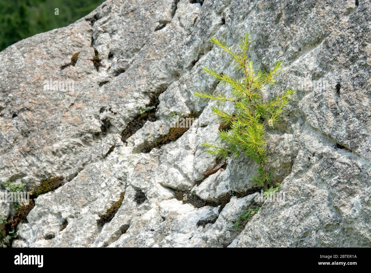 Wunder der Natur - der kleine Baum wurzelt in einer Felsspaltegesehen auf  Gotzenalm (Lage zwischen ca 1600 und 1700 mtr Seehöhe) hoch über dem Königs Stock Photo