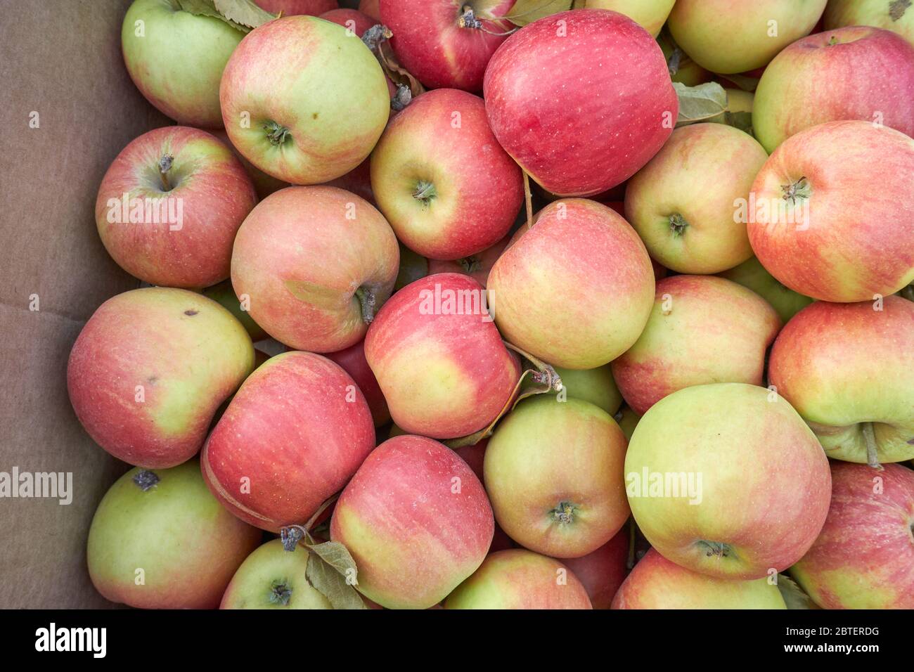 Red apples in a cardboard box in the store Stock Photo