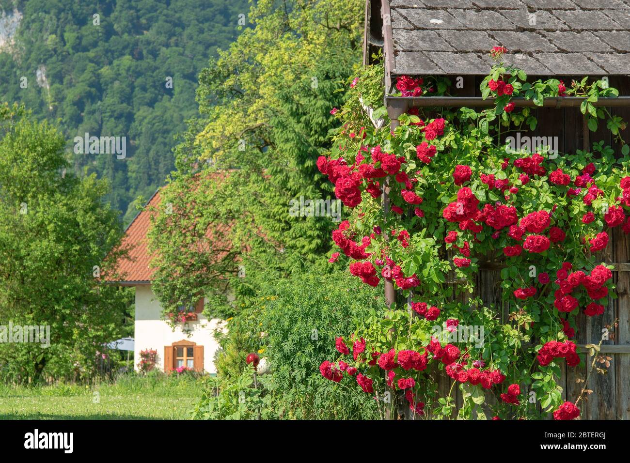 bei Grödig - herrliche rote Kletterrose an Stadel Stock Photo