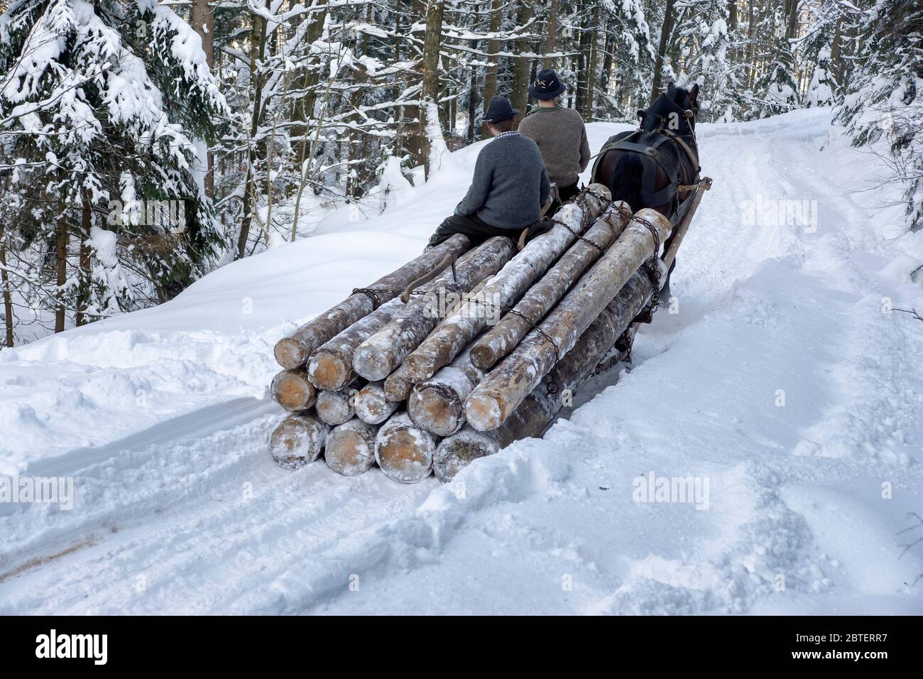 Holzbringung bei Hammer (Gmd. Siegsdorf) herrlichem Winterwetter - Historischer Winterzug - an der Blaserhütte in Hachau Stock Photo