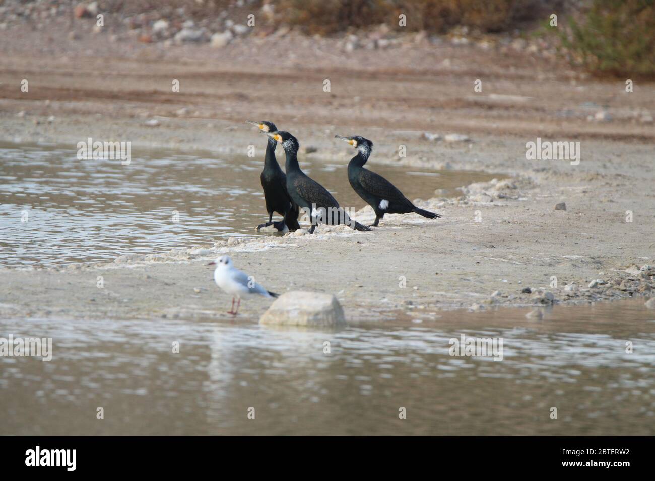 Birds eat and drink in the river Stock Photo Alamy