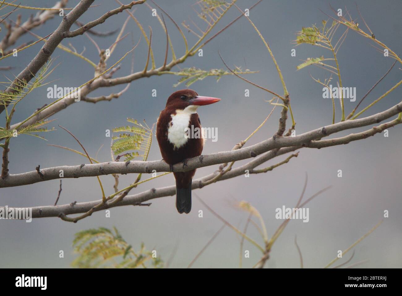 Birds eat and drink in the river Stock Photo Alamy