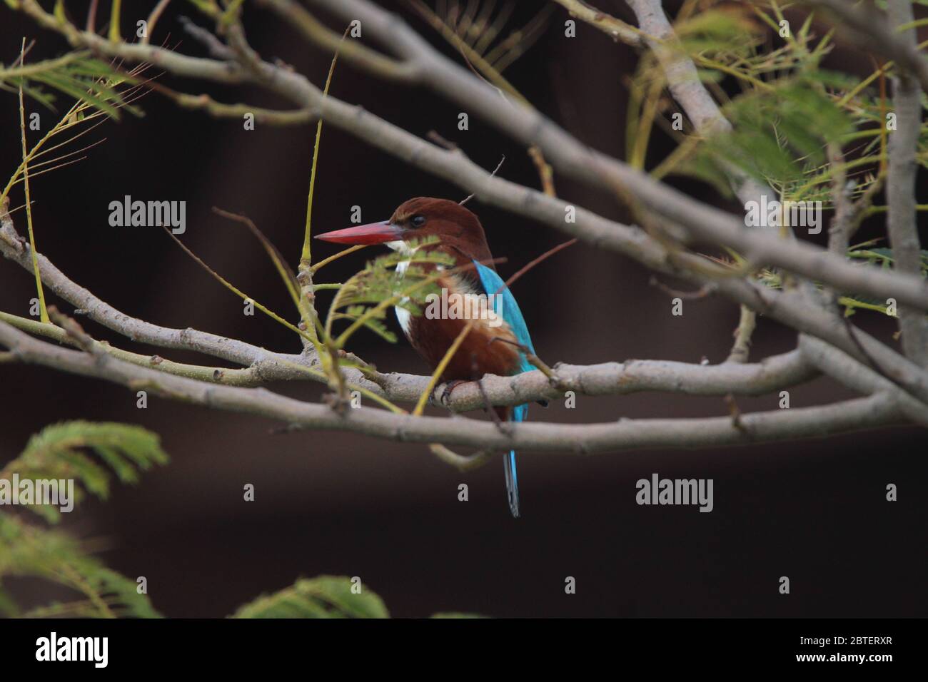 Birds eat and drink in the river Stock Photo Alamy