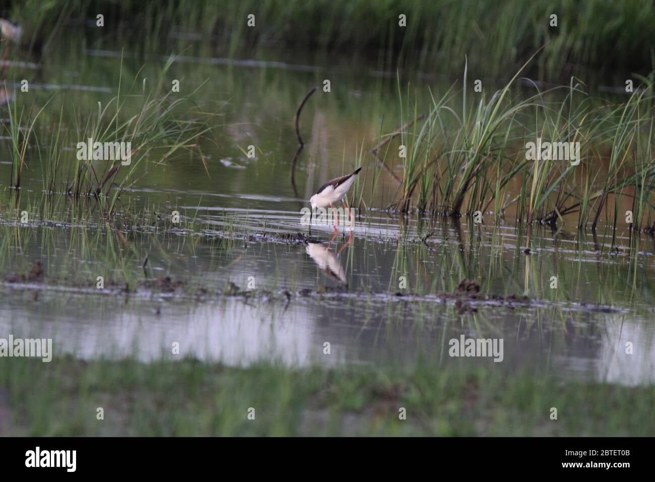 Birds eat and drink in the river Stock Photo Alamy